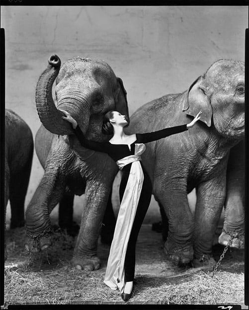 Dovima with Elephants by Richard Avedon, 1955