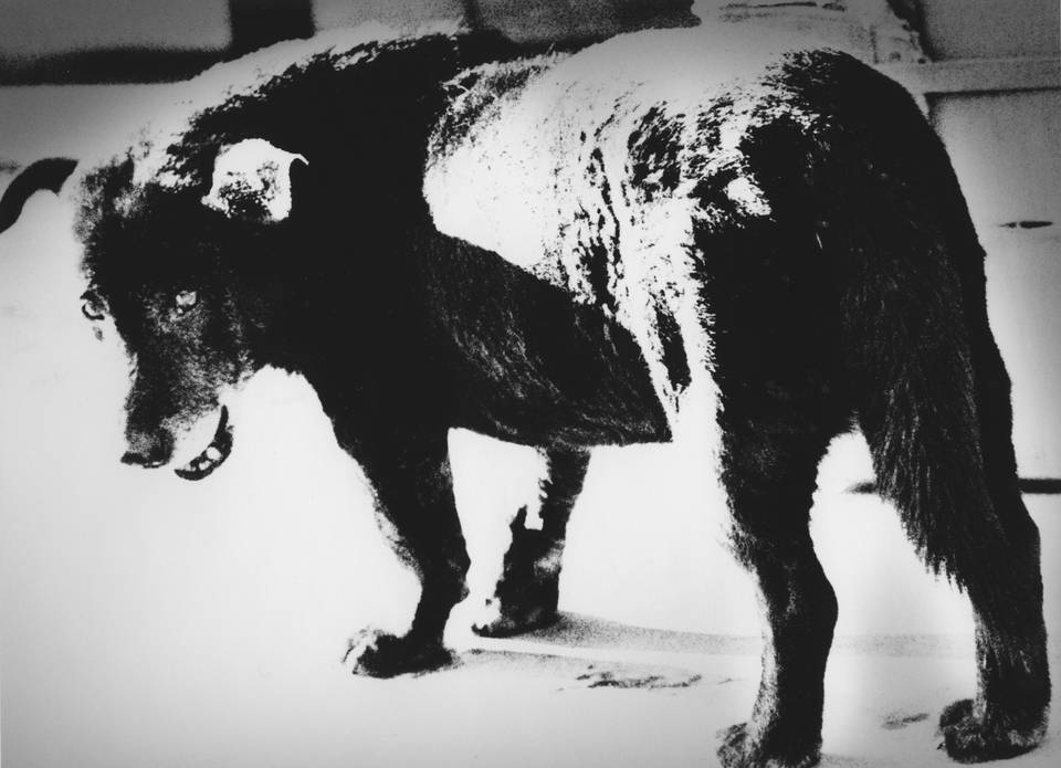 Daido Moriyama Stray Dog