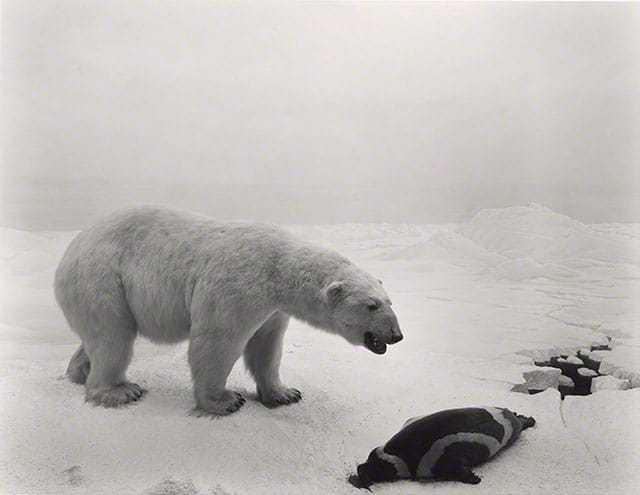 Polar Bear, 1976, Sugimoto