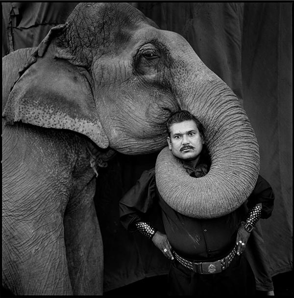 Elephant in India, Mary Ellen Mark