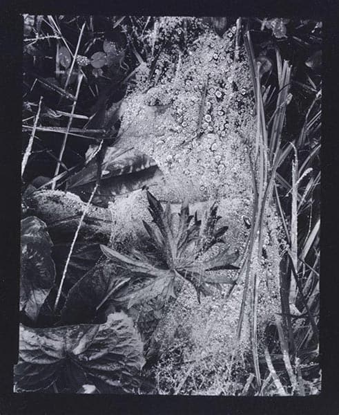 Cobweb, Paul Strand