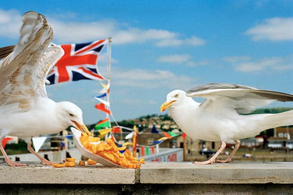 Martin Parr, Seagulls