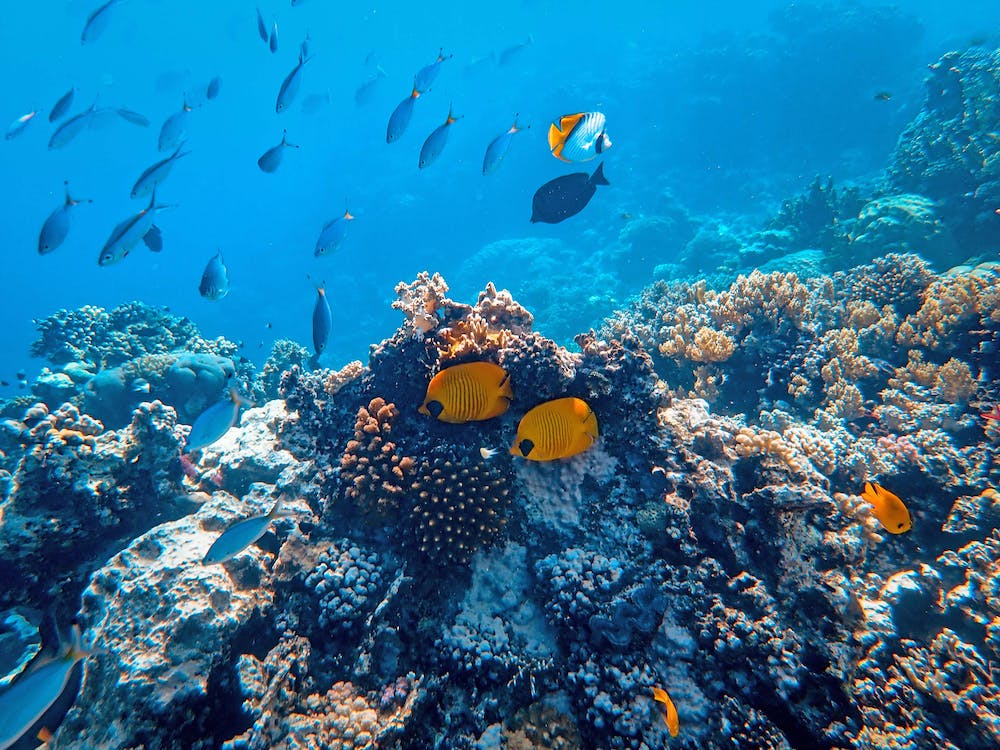Marine Life Underwater Photography Photogpedia